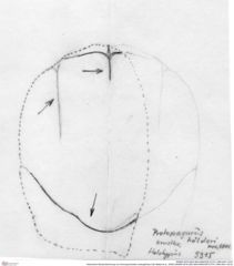 Historische Skizze/Zeichnung von Ammopylocheles mclaughlinae (Van Bakel et al., 2008) (NHMW-AFW-GEO-BACHMAYER-FOTO-1990-0041-3315)